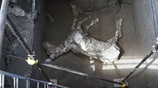 Помпейскую лошадь хорошо кормили