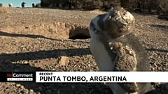 Los mejores vídeos 'No Comment' de la semana