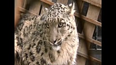 Заблудившийся снежный барс