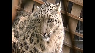 Заблудившийся снежный барс
