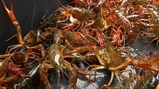 В ресторанах появится "Берлинский омар" 