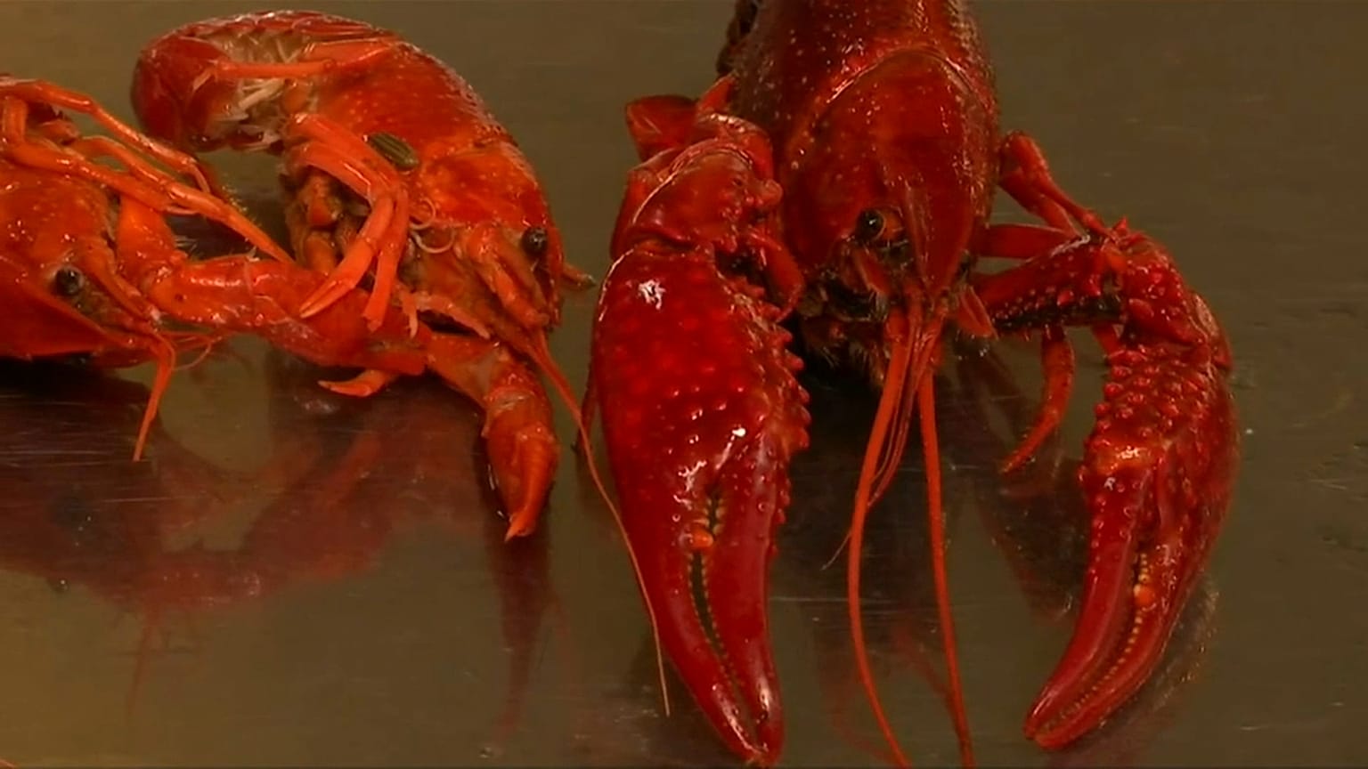 American crayfish