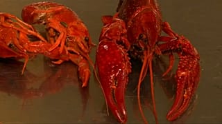 American crayfish