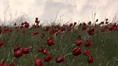 Wo die wilden Tulpen blühen