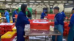 Marché aux poissons d'Urk