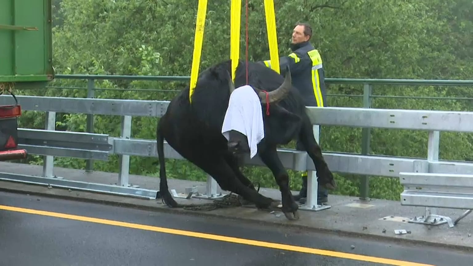 5 Wasserbüffel auf der A3 nahe Köln
