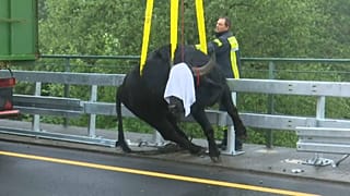 5 Wasserbüffel auf der A3 nahe Köln