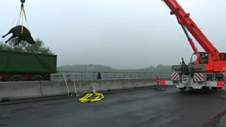 Buffalo's midnight shuffle closes German autobahn for eight hours