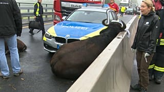 Буйволы на автобане