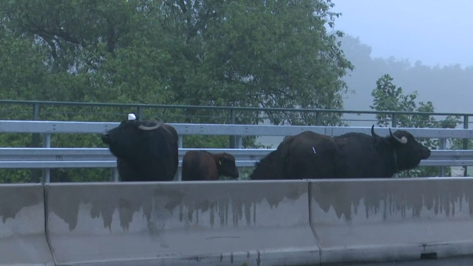 Les buffles bloquent l'autoroute