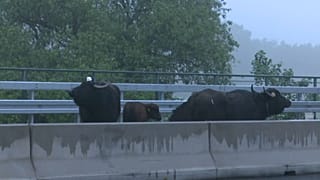 Les buffles bloquent l'autoroute