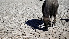 Γερμανία:Βουβάλια προκάλεσαν κυκλοφοριακό κομφούζιο 
