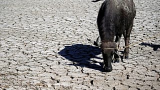 Γερμανία:Βουβάλια προκάλεσαν κυκλοφοριακό κομφούζιο 