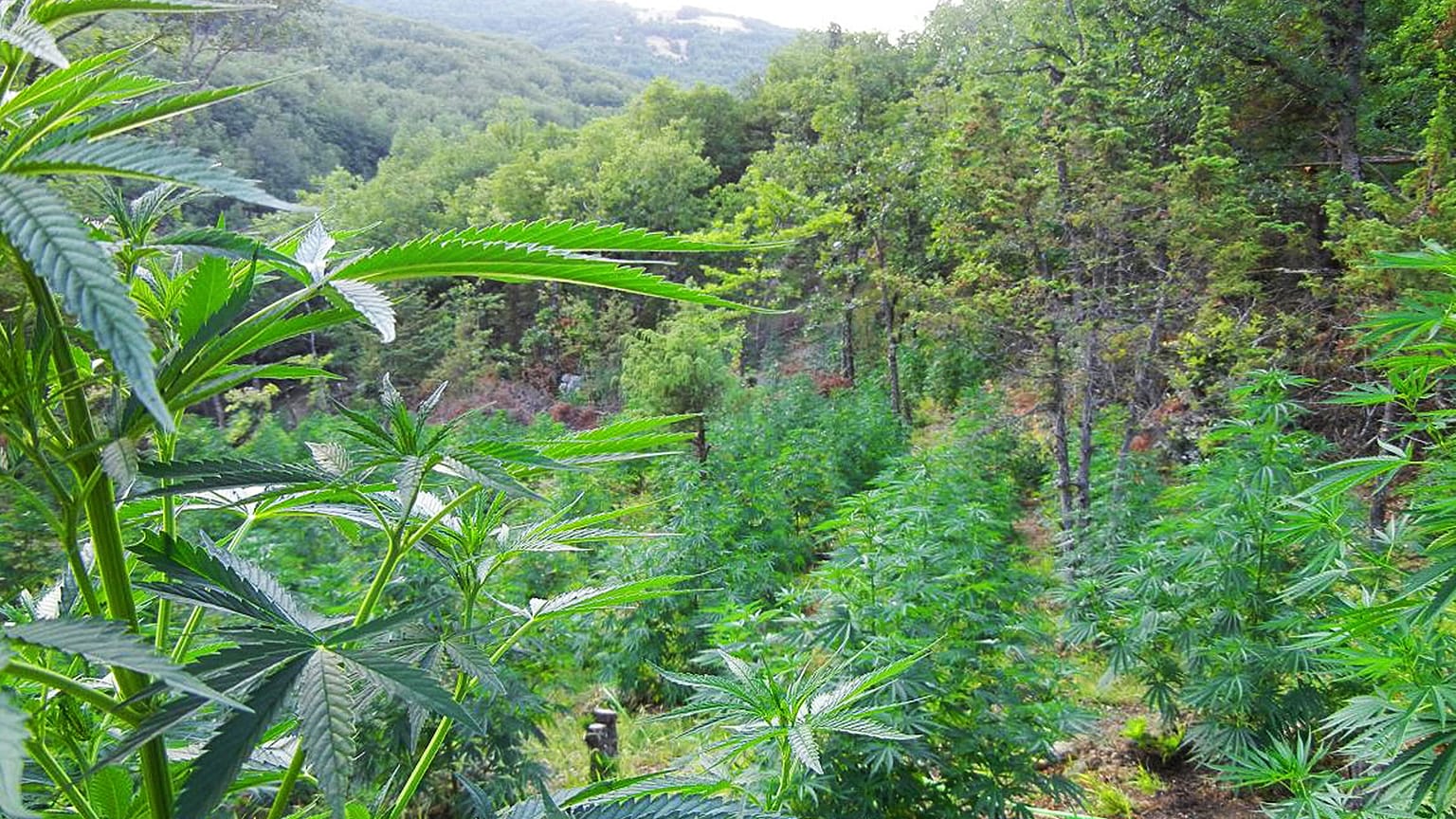 Δημοσιεύθηκε η ΚΥΑ για την καλλιέργεια φαρμακευτικής κάνναβης