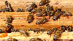 Néonicotinoïdes : l'interdiction confirmée