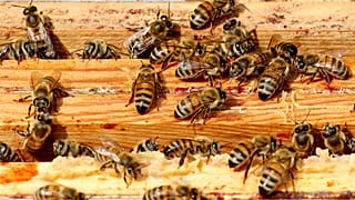 Néonicotinoïdes : l'interdiction confirmée