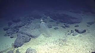  Cientistas descobrem plástico no Pacífico a 11 km de profundidade