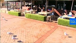 Australie : plus de pitié pour les mouettes pique-assiettes !