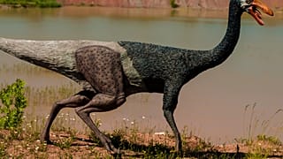 Les dinosaures, parents poules pour leurs oeufs