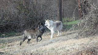Αγέλη με έξι λύκαινες στο καταφύγιο του Αρκτούρου