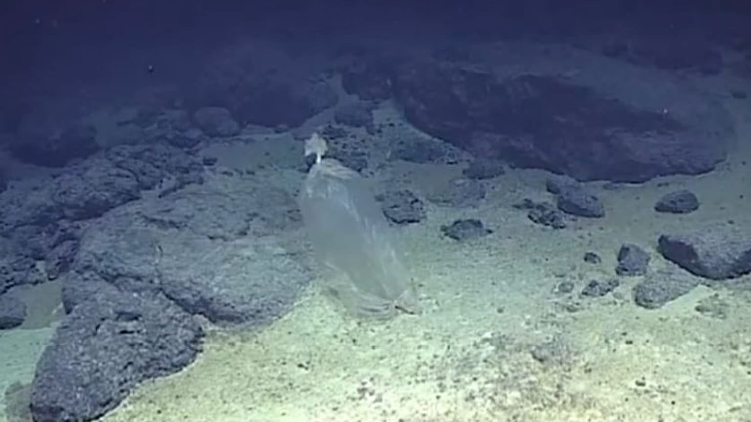 Plastic pollution 10,000 metres under the sea
