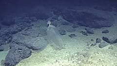 Plastic pollution 10,000 metres under the sea