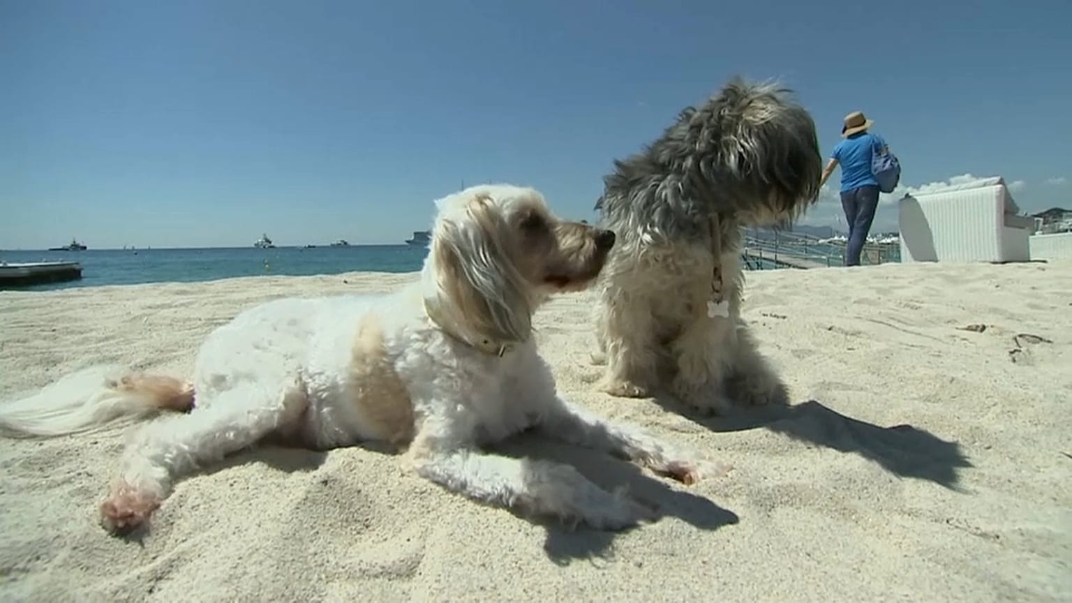 Chihuahua wins Palm Dog award at Cannes