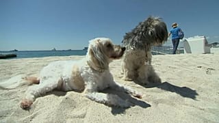 Chihuahua wins Palm Dog award at Cannes