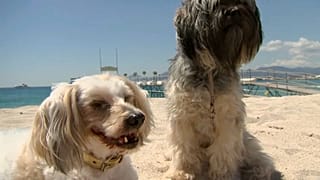 A Chihuahua from an Italian movie " Dogman" won Palm Dog award at Cannes