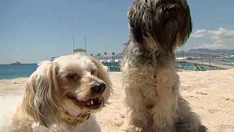 A Chihuahua from an Italian movie " Dogman" won Palm Dog award at Cannes