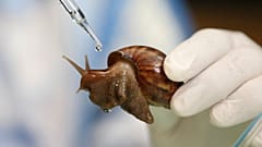 تايلاند تدلل الحلزونات الافريقية العملاقة بسبب فوائدها التجميلية 
