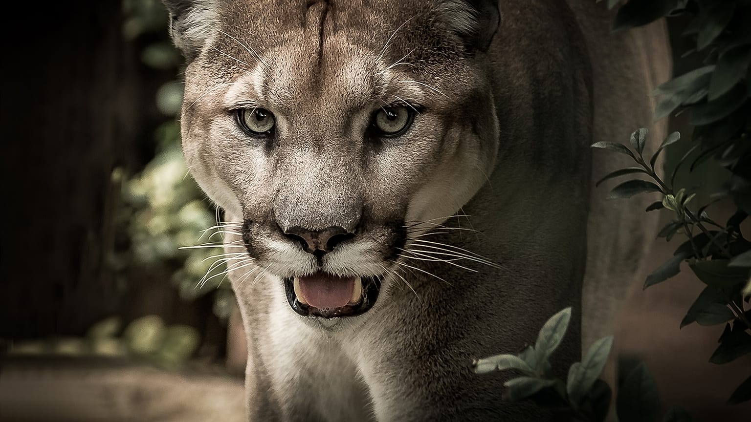 Puma attackiert Mountainbiker: Ein Toter und 1 Verletzter