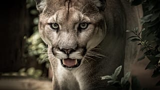 Puma attackiert Mountainbiker: Ein Toter und 1 Verletzter