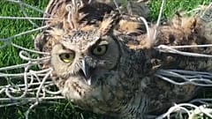 Сова в футбольных воротах