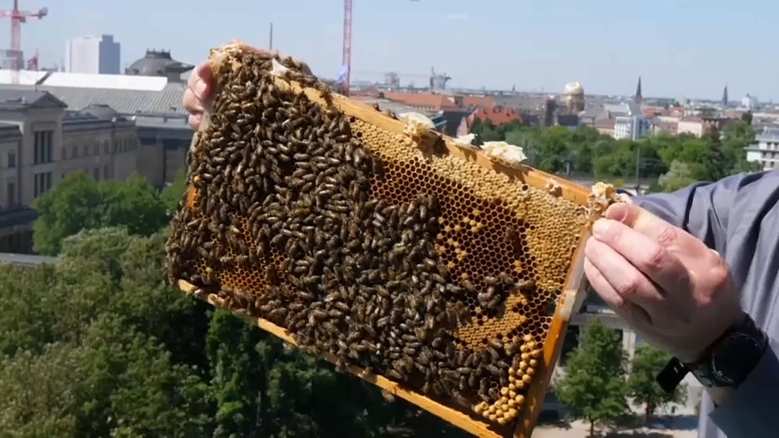 День пчелы