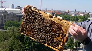 День пчелы