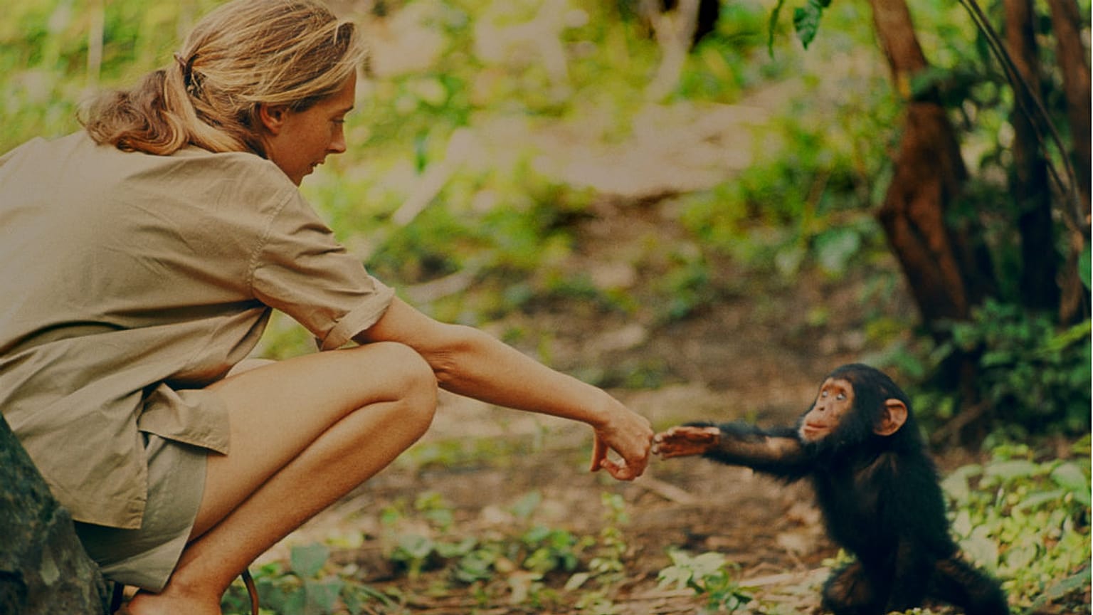 Jane Goodall: a Föld érdekében végig kell gondolnunk a választásainkat