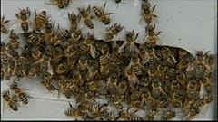 It's the first World Bee Day 