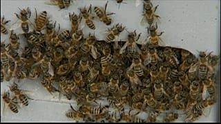 It's the first World Bee Day