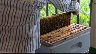20 maggio: è il Giorno delle Api nel mondo