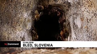 C'est la première Journée mondiale des abeilles !