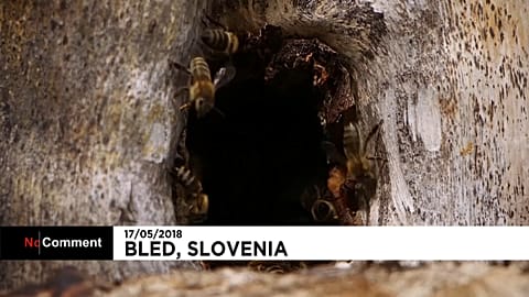 C'est la première Journée mondiale des abeilles !