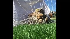 Futballhálóból mentettek baglyot