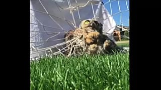 Futballhálóból mentettek baglyot