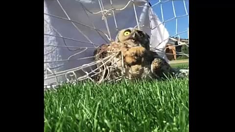 Futballhálóból mentettek baglyot