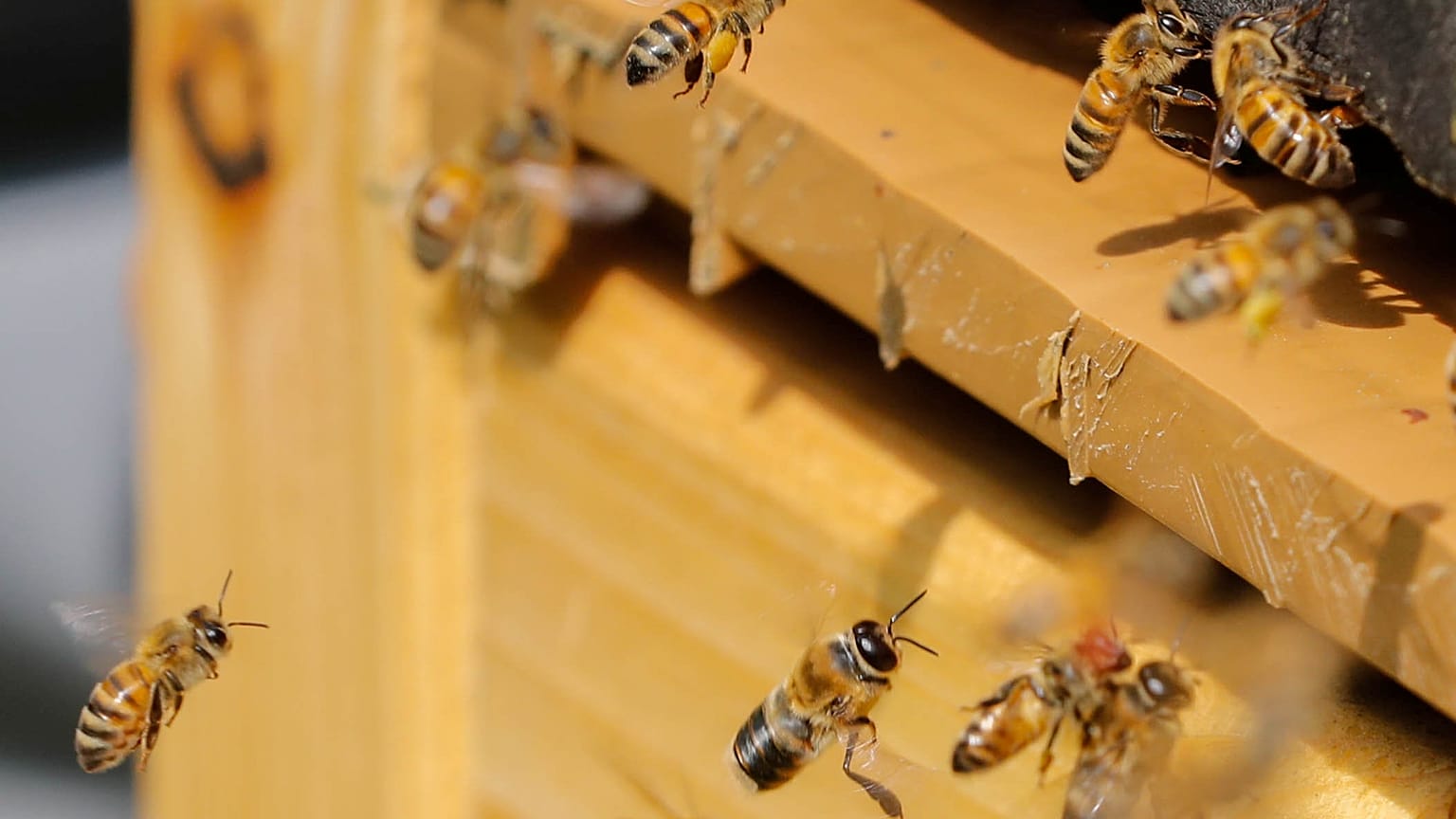 L'abeille, une amie qui nous veut du bien