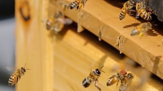 L'abeille, une amie qui nous veut du bien