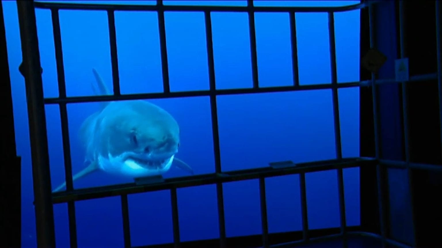 Apre in Francia il più grande acquario d'Europa