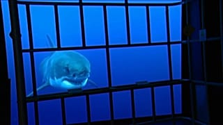 Apre in Francia il più grande acquario d'Europa