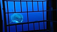 Europe's largest aquarium opens in France